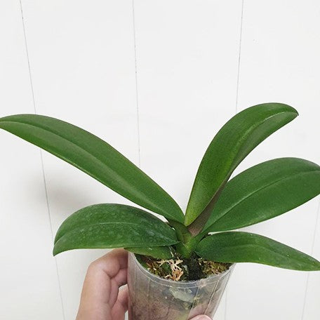 175947800354-Phal.%20Charming%20%20Lavender%20%20Gem%20%E6%A4%8D%E6%A0%AA2.5''%202.jpg
