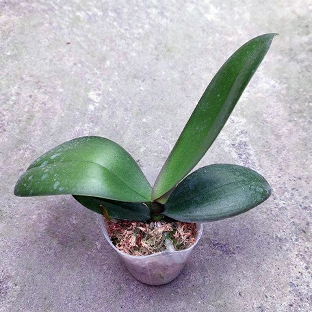 176040773387-Phal.%20Charming%20Angelina%20'1201'%20%E6%A4%8D%E6%A0%AA2.5''1.jpg