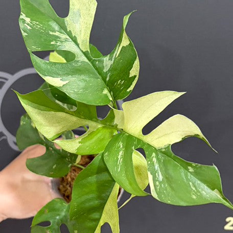 176069146754-Rhaphidophora%20tetrasperma%20variegated%20%E6%96%91%E8%91%89%E5%A7%AC%E9%BE%9C%20%E8%8A%B11.jpg