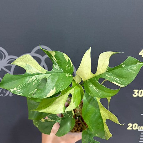 176069146770-Rhaphidophora%20tetrasperma%20variegated%20%E6%96%91%E8%91%89%E5%A7%AC%E9%BE%9C%20%E8%8A%B13.jpg