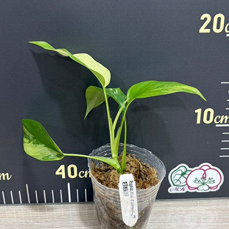 tetrasperma rhaphidophora variegata Rhaphidophora tetrasperma variegated 2.5