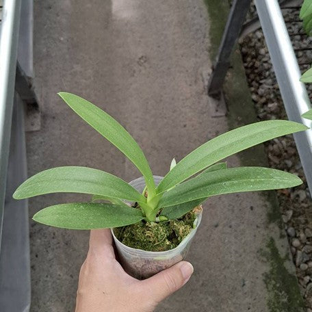 176111188086-Phal.%20pulcherrima%20var.%20coerulea%20splash%20%E6%A4%8D%E6%A0%AA2.5''1.jpg