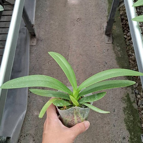 176111188093-Phal.%20pulcherrima%20var.%20coerulea%20splash%20%E6%A4%8D%E6%A0%AA2.5''2.jpg