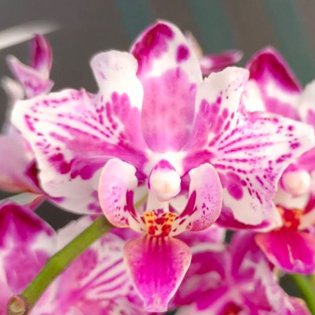 176162827931-Phal.%20Younghome%20Kaleido%20(peloric)%20%E8%8A%B11.jpg
