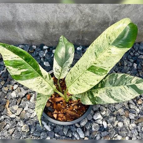 176181268892-Rhaphidophora%20giganteum%20variegated%20%E6%96%91%E8%91%89%E5%B7%A8%E4%BA%BA%E9%BE%9C%E8%83%8C%E8%8A%8B%20%E8%8A%B11.jpg