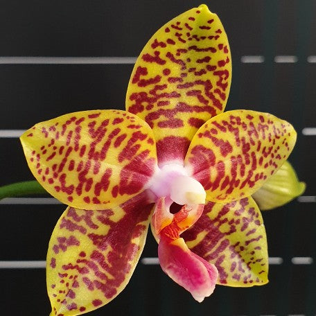 176189920079-Phal.%20Meidarland%20Nice%20Spots%20'Miro'%20%E8%8A%B12.jpg