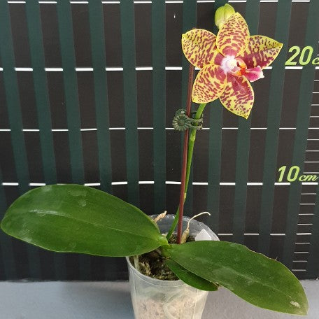 176189920098-Phal.%20Meidarland%20Nice%20Spots%20'Miro'%20%E8%8A%B13.jpg