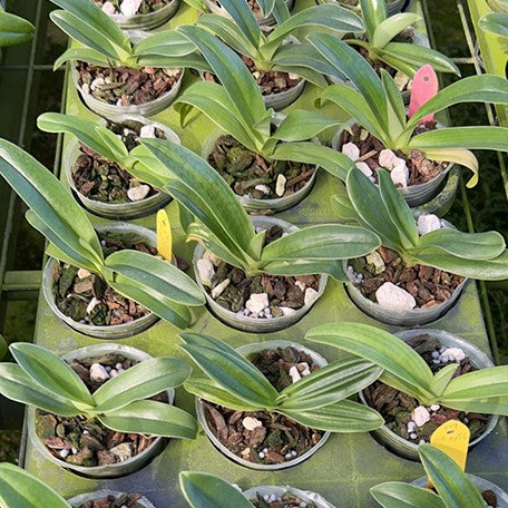 176190426842-Paph.%20In-Charm%20Gold%20%C3%97%20Complex%20type%20'Green'%20%E9%A0%B4%E5%B7%9DGold%20%C3%97%20%E7%B6%A0%E9%A4%85%20%E6%A4%8D%E6%A0%AA2.5''%201.jpg