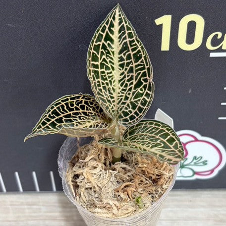 176190485940-A.%20Hybrid%20'Emerald%20Gold'%20%E6%A4%8D%E6%A0%AA1.7''1.jpg