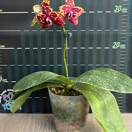 176232478230-Phal.%20Yellow%20Anaconda%20%E8%8A%B13.jpg