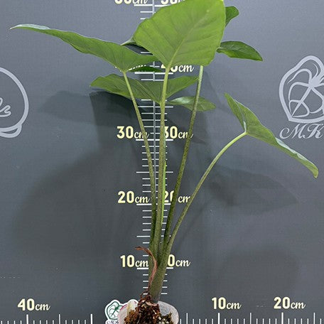 176241801345-Alocasia%20heterophylla%20'Corazon'%20%E6%A4%8D%E6%A0%AA2.5''2.jpg