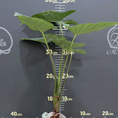 176241801387-Alocasia%20heterophylla%20'Corazon'%20%E6%A4%8D%E6%A0%AA2.5''1.jpg