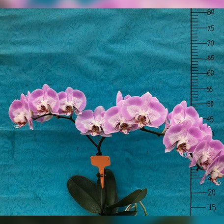 176248737412-Phal.%20Taida%20Prince%20Pearl%20'L1531-14'%20%E8%8A%B12.jpg