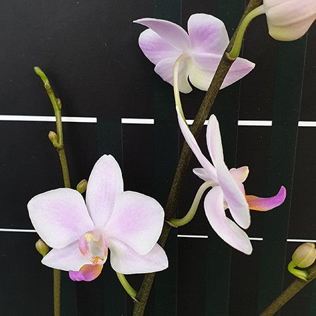 176291011162-Phal.%20Hatuyuki%20'Nagoriyuki'%20%E8%8A%B13.jpg
