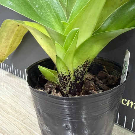 176292709672-Paph.%20Mukoyama%20Green%20x%20Tree%20of%20Enzan%20BM%20TPS%20%E6%A4%8D%E6%A0%AA3.5''2.jpg