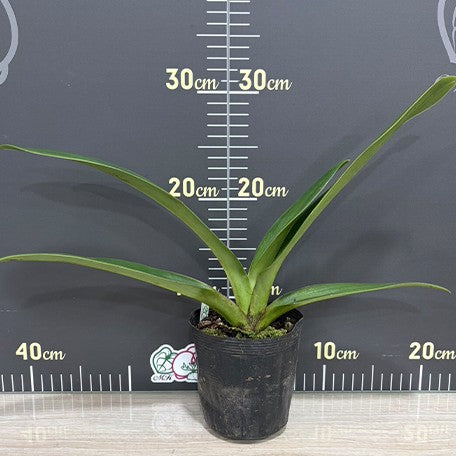 176292709675-Paph.%20Mukoyama%20Green%20x%20Tree%20of%20Enzan%20BM%20TPS%20%E6%A4%8D%E6%A0%AA3.5''1.jpg