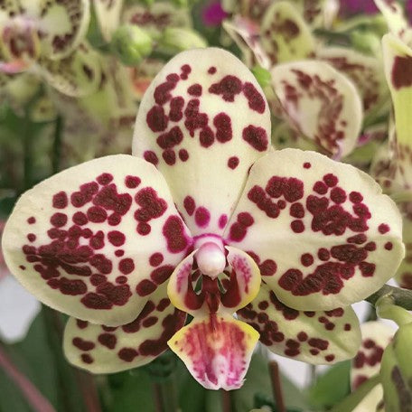 176301322856-Phal.%20OX%20Sponge%20Bob%20'2%20eyes'%20%E6%B5%B7%E6%A3%89%E5%AF%B6%E5%AF%B6%20'%E5%85%A9%E7%9C%BC'%20%E8%8A%B14.jpg