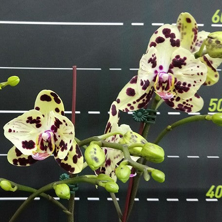 176301322891-Phal.%20OX%20Sponge%20Bob%20'2%20eyes'%20%E6%B5%B7%E6%A3%89%E5%AF%B6%E5%AF%B6%20'%E5%85%A9%E7%9C%BC'%20%E8%8A%B12.jpg