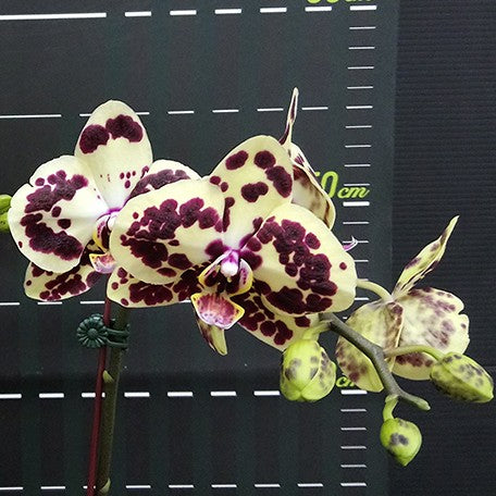 176301322894-Phal.%20OX%20Sponge%20Bob%20'2%20eyes'%20%E6%B5%B7%E6%A3%89%E5%AF%B6%E5%AF%B6%20'%E5%85%A9%E7%9C%BC'%20%E8%8A%B13.jpg