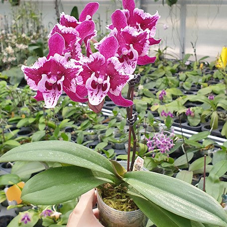 176301377969-Phal.%20SKB%20Black%20Lace%20'peloric'%20%E9%BB%91%E7%8E%AB%E7%91%B0%20'%E8%8A%B1%E8%AE%8A%E7%95%B0'%20%E8%8A%B13.jpg