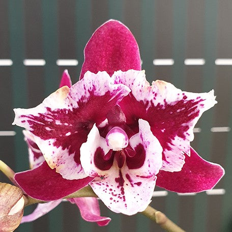 176301377998-Phal.%20SKB%20Black%20Lace%20'peloric'%20%E9%BB%91%E7%8E%AB%E7%91%B0%20'%E8%8A%B1%E8%AE%8A%E7%95%B0'%20%E8%8A%B12.jpg