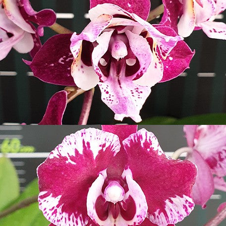 176301377999-Phal.%20SKB%20Black%20Lace%20'peloric'%20%E9%BB%91%E7%8E%AB%E7%91%B0%20'%E8%8A%B1%E8%AE%8A%E7%95%B0'%20%E8%8A%B11.jpg