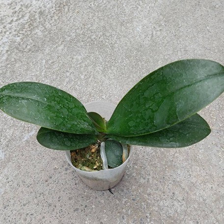 176394585350-Phal.%20TLH%20Gold%20Princess%20'515'%20%E6%A4%8D%E6%A0%AA2.5''1.jpg