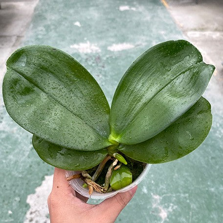 176395573812-Phal.%20Miki%20Deep%20Coffee%20Turtledove%20'Energy'%20%E6%A4%8D%E6%A0%AA2.5''1.jpg