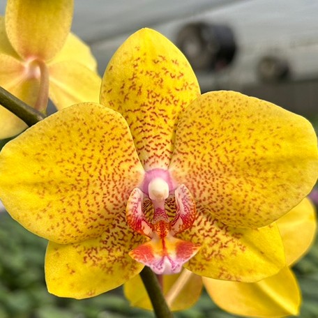 176397333314-Phal.%20TLH%20Gold%20Princess%20'515'%20%E8%8A%B14.jpg