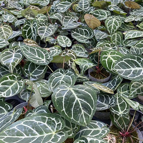 anthurium dorayaki x red crystallinum Anthurium Red Crystallinum × 'Dorayaki' 3.5" *Preorder* – OrchidBox