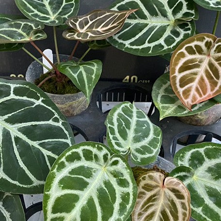 anthurium dorayaki for sale Anthurium Red Crystallinum × 'Dorayaki' 3.5" *Preorder* 2-Pack Import ($70 ea.)