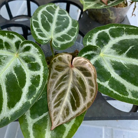 anthurium dorayaki x red crystallinum Anthurium Red Crystallinum × 'Dorayaki' 3.5" *Preorder*