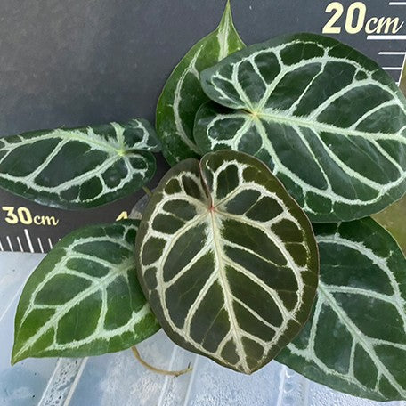anthurium dorayaki x red crystallinum Anthurium Red Crystallinum × 'Dorayaki' 3.5" *Preorder*