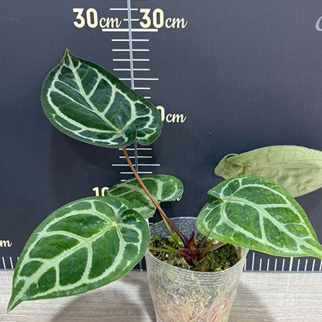 anthurium crystallinum dorayaki Anthurium Red Crystallinum × 'Dorayaki' 3.5" *Preorder* Planted