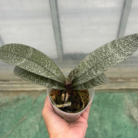 176431549361-Phal.%20schilleriana%20(silver%20leaves)%20%C3%97%20sib%20%E6%A4%8D%E6%A0%AA2.5''%201.jpg