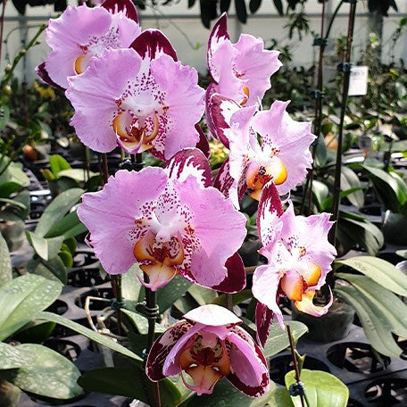 176431653316-Phal.%20Fangmei%20Black%20Piano%20%E8%8A%B12.jpg
