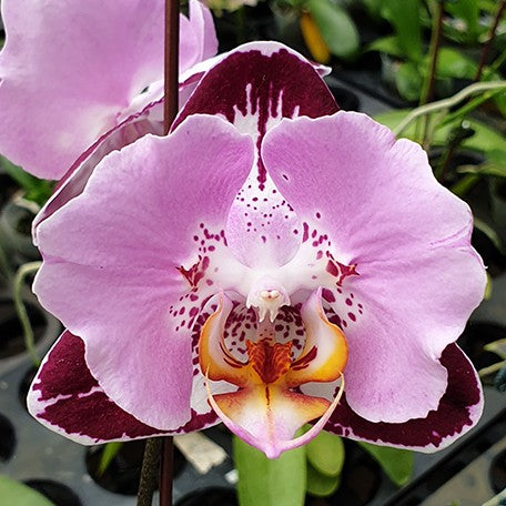 176431653319-Phal.%20Fangmei%20Black%20Piano%20%E8%8A%B13.jpg