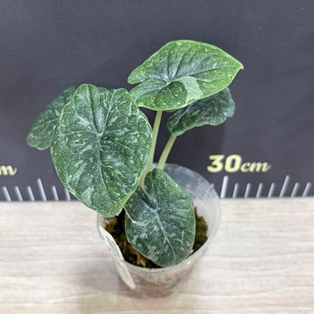 176431691537-Alocasia%20melo%20variegated%20%E6%A4%8D%E6%A0%AA2.5''2.jpg