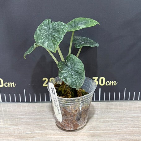 176431691583-Alocasia%20melo%20variegated%20%E6%A4%8D%E6%A0%AA2.5''3.jpg