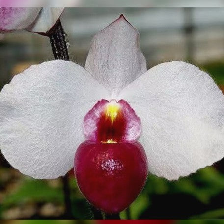 176464800090-Paph.%20delenatii%20dunkel%20%20%E8%B6%8A%E5%8D%97%E7%BE%8E%E4%BA%BA%E9%BB%91%E9%82%8A%20%E8%8A%B11.jpg