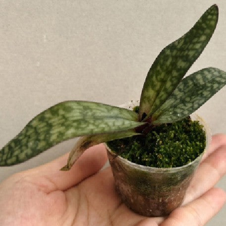 176464808545-Paph.%20delenatii%20dunkel%20%20%E8%B6%8A%E5%8D%97%E7%BE%8E%E4%BA%BA%E9%BB%91%E9%82%8A%20%E6%A4%8D%E6%A0%AA1.7''1.jpg