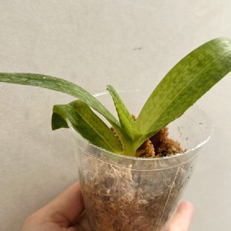 176465628125-Paph.%20Pink%20Sky%20%E6%A4%8D%E6%A0%AA2.5''1.jpg