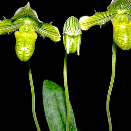 176465841319-Paph.%20venustum%20var.%20album%20%C3%97%20sib%20%E8%8A%B13.jpg