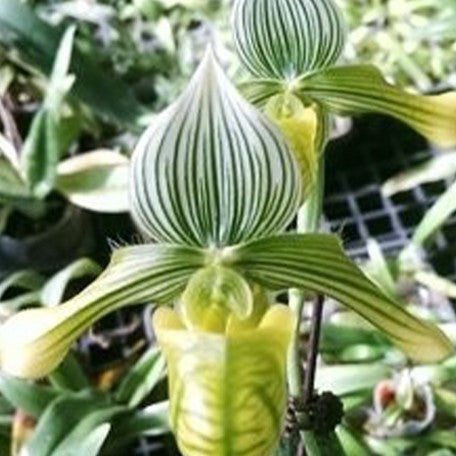 176465841362-Paph.%20venustum%20var.%20album%20%C3%97%20sib%20%E8%8A%B11.jpg