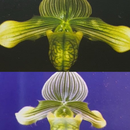 176465841384-Paph.%20venustum%20var.%20album%20%C3%97%20sib%20%E8%8A%B12.jpg
