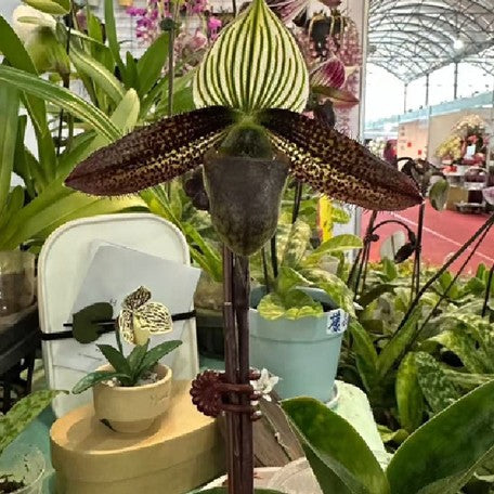 176465893456-Paph.%20wardii%20%C3%97%20sib%20%E8%8A%B12.jpg