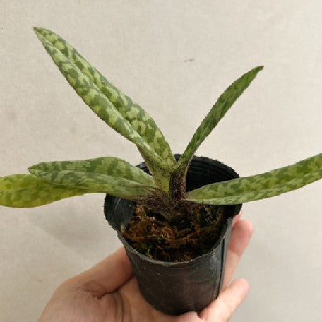 176465921215-Paph.%20wardii%20%C3%97%20sib%20%E6%A4%8D%E6%A0%AA2.5''1.jpg