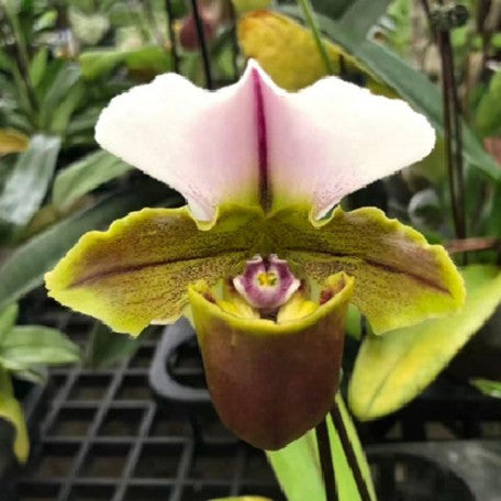 176465990246-Paph.%20spicerianum%20%C3%97%20sib%20%E8%8A%B13.jpg