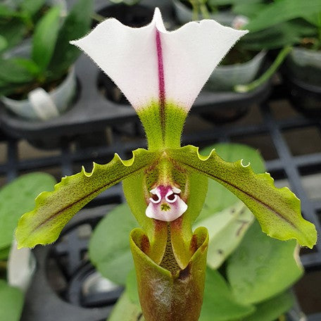176465990250-Paph.%20spicerianum%20%C3%97%20sib%20%E8%8A%B12.jpg