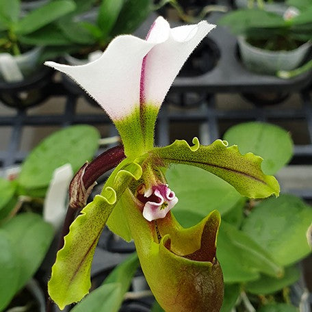 176465990268-Paph.%20spicerianum%20%C3%97%20sib%20%E8%8A%B11.jpg